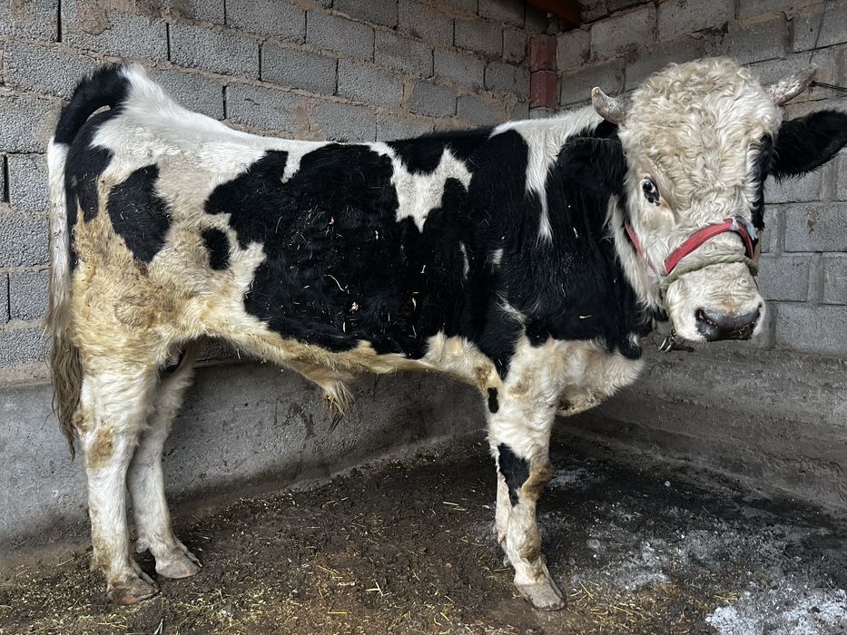 Өгіз бука бұқа огиз