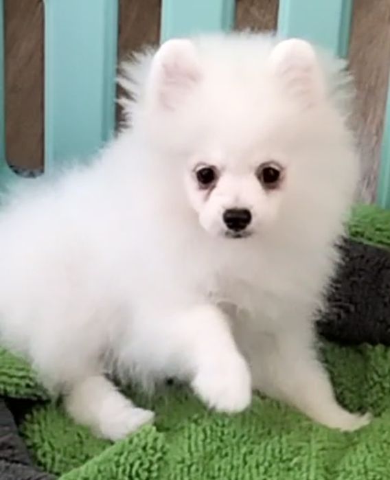 Шпиц померанский,маленькие размеры