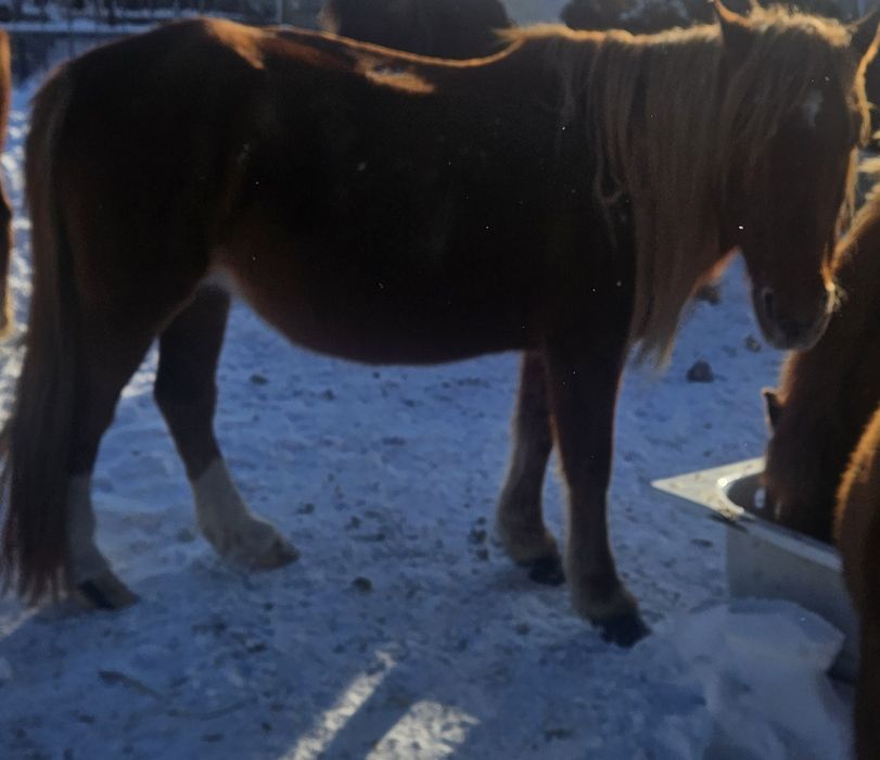 Жылкы лощадь бие