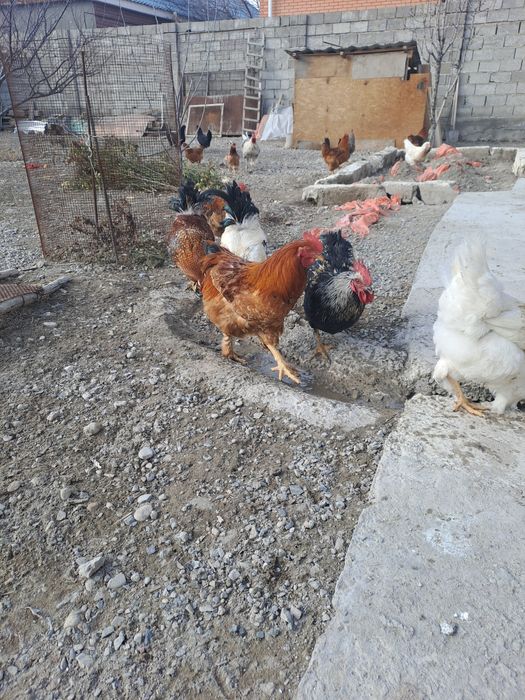 Петух срочно срочно