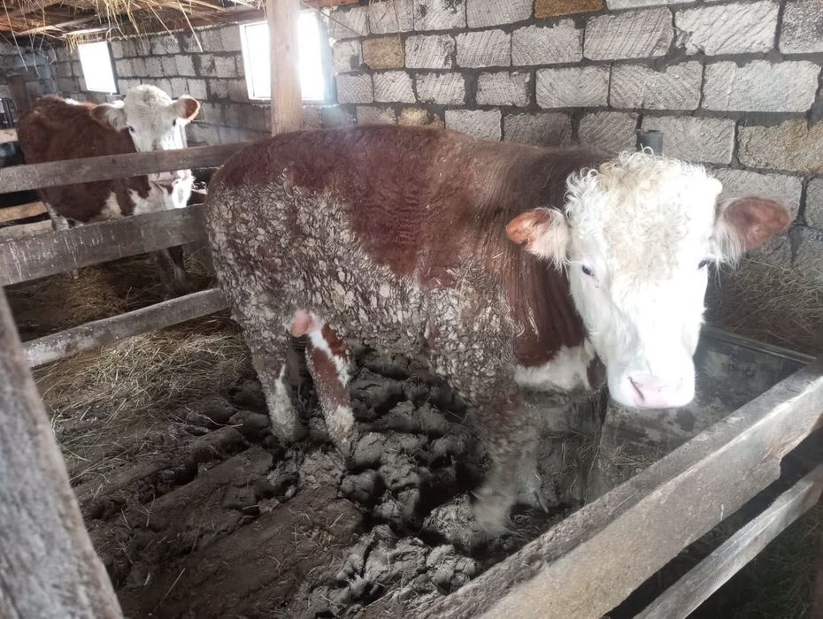 Букалар, быки откормда тур сатылады