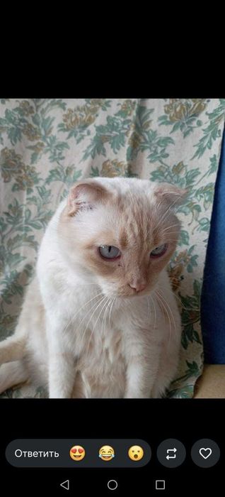 Отдам в добрые руки котик