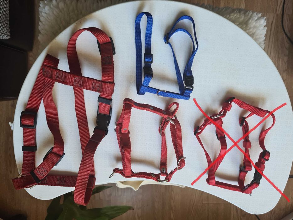 Articole animale: Lesa, Ham, Zgarda, Botnita, Boluri, Perie, Jucarii
