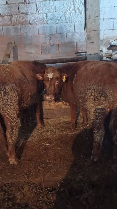 Продам 4 молодняка