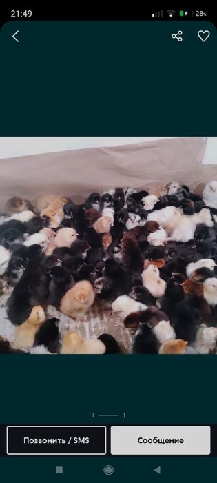 Балапандар сатылады 500тг