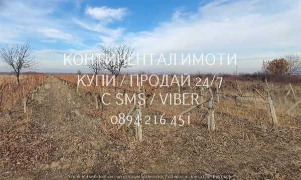 кодг 62932. Гледано лозе 2200м2 десертно Супер ран до шосе и язовир