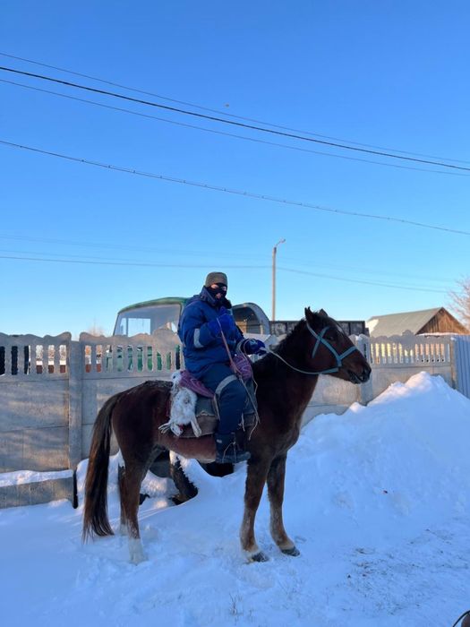 Айгыр сатамын 5 жасар