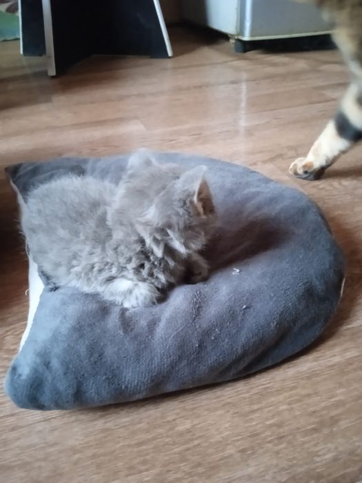 Шотланды 1,5 месяцев.