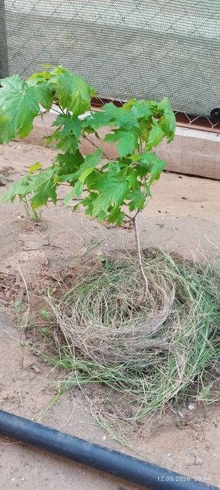 Отдам бесплатно саженец канадского клёна
