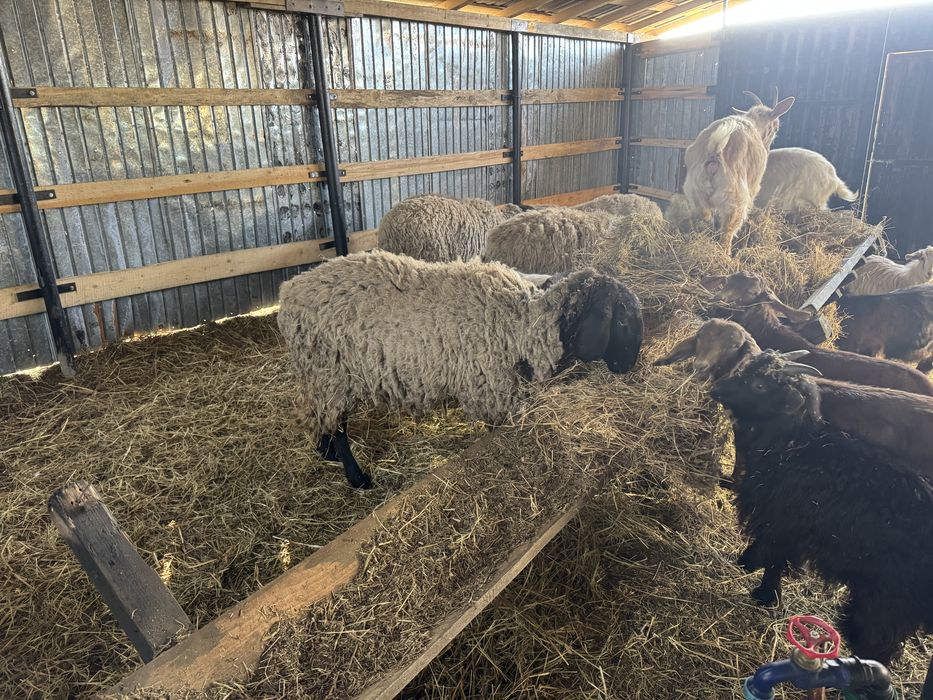 Oi  carabase,capre,oi camerun