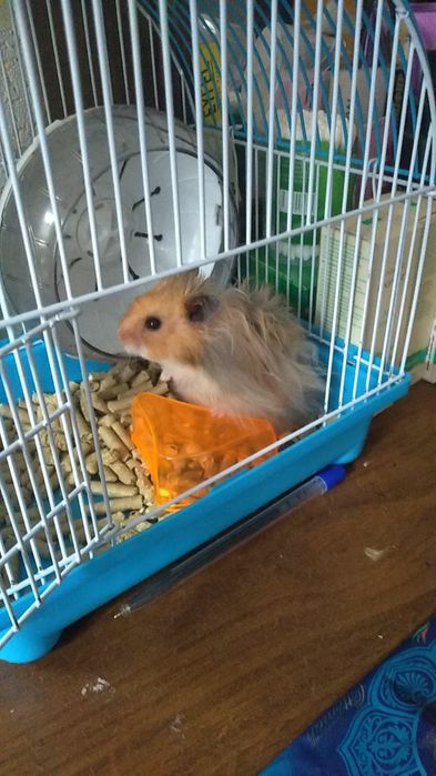 Хомячки домашние