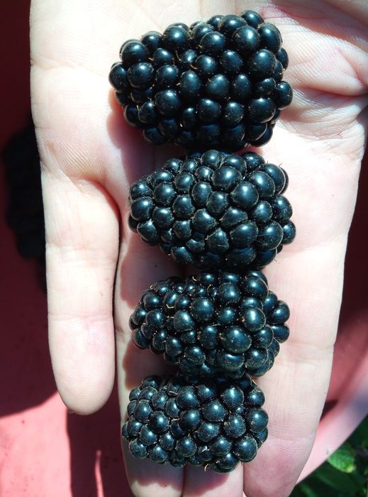 Саженцы ежемалины сорт Торнфри