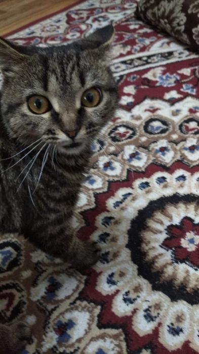 Подарю кошечку в добрые руки