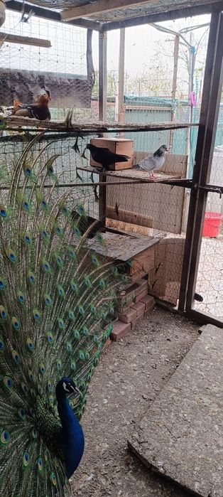 Porumbei diferite rase