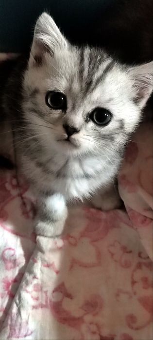 Продаются Скотишь фолды