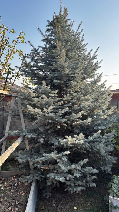 Продам голубые Ели