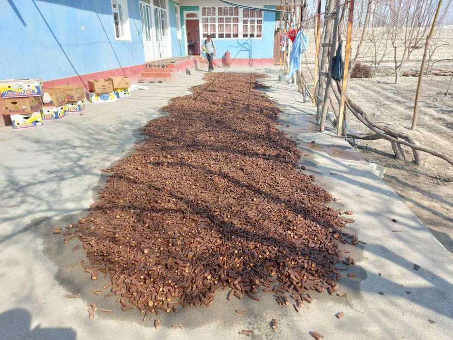 Павлония томири Pavlovniya ildiz qalamchasi bor