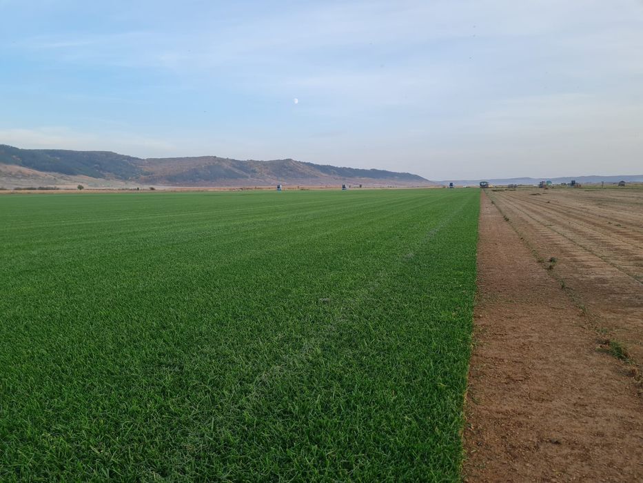 Gazon rulou și sistem de irigații