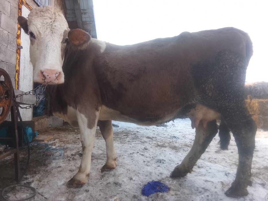 Vnd vaca bălțată pe roșu gestante an 7 lui SI jumătate SI vine cu al 4