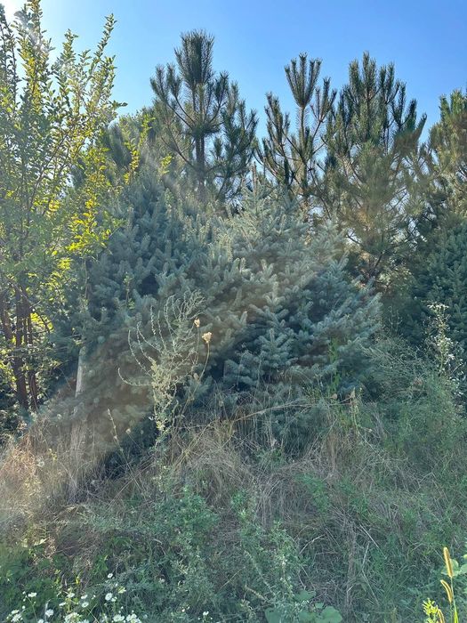 Продаются голубые ели и крымские сосны