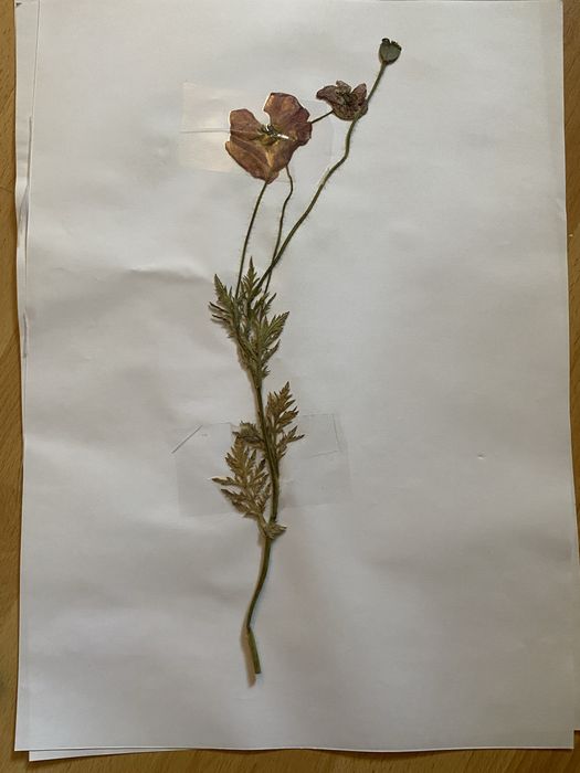 Realizez ierbar/ buruienar