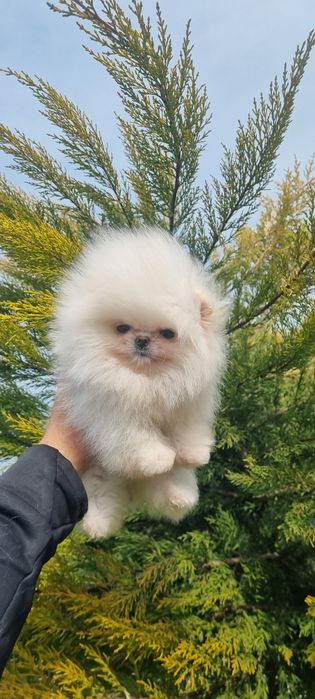 Померан померанче женско