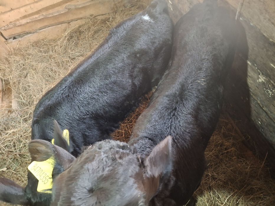 Телята месячные бычок и телочка