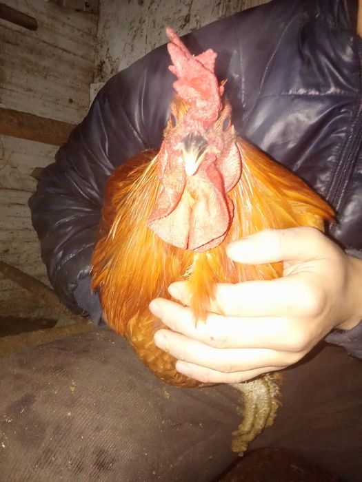 Петухи,куры,курица