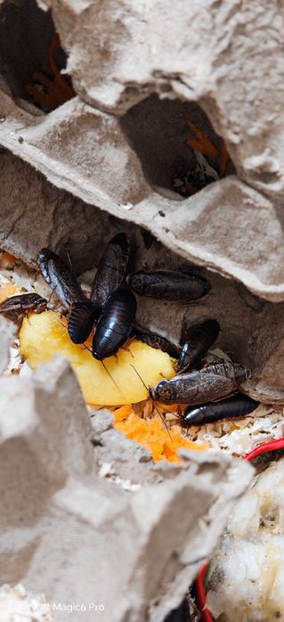 Мраморные тараканы