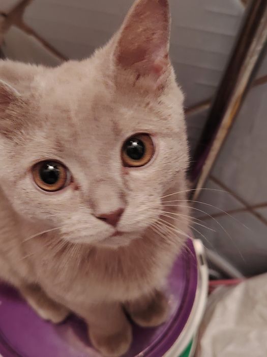 Селкирк Рекс серо голубая девочка