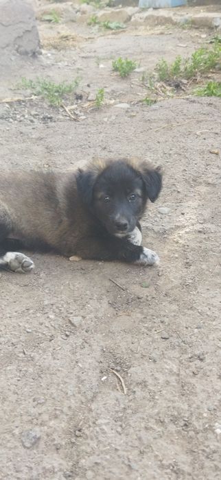 Отдаю щенков, все девочки.