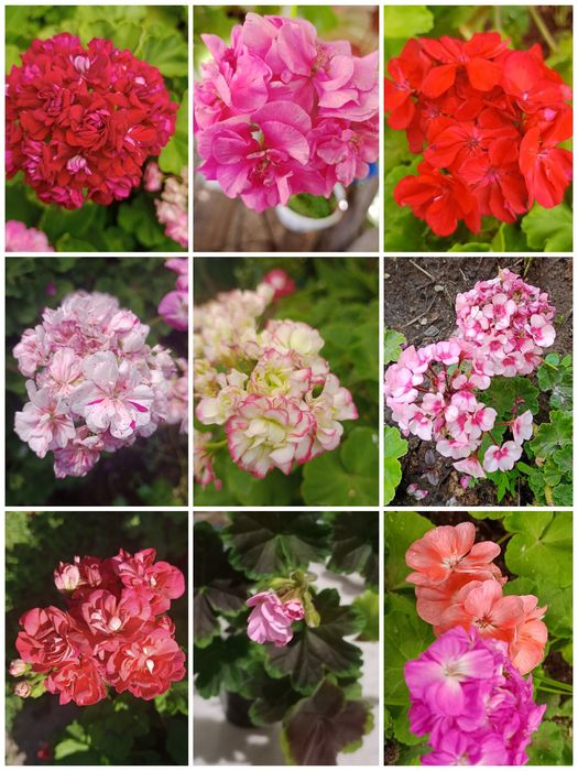 Продам герани разные