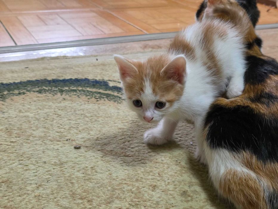 Котята красивые чистые