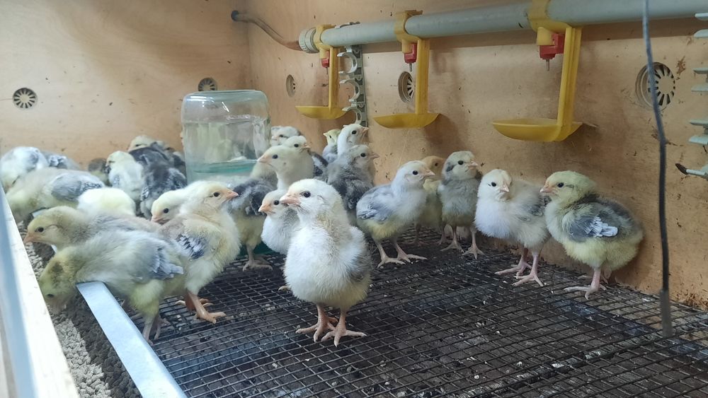 Цыплята барковские