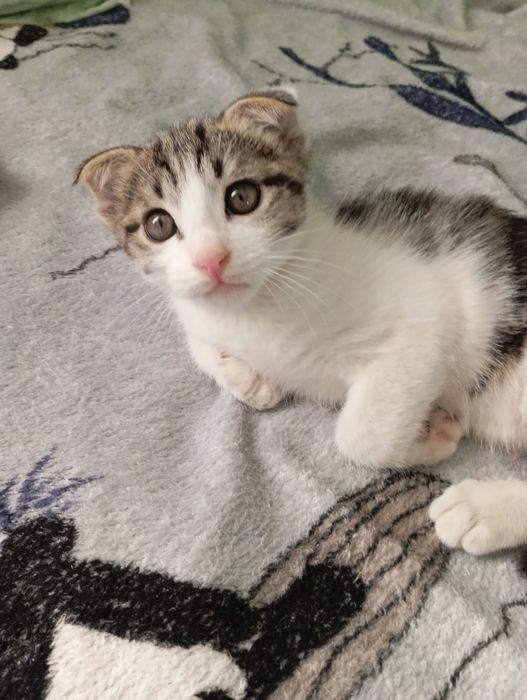 Вислоухий котëнок