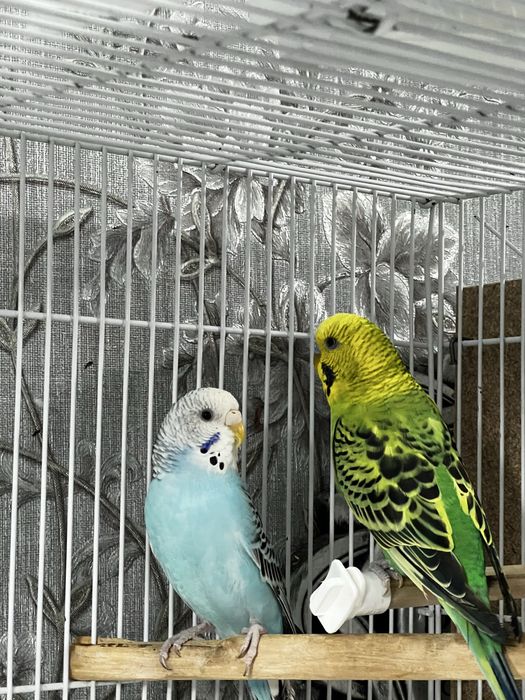 Волнистый попугайчик