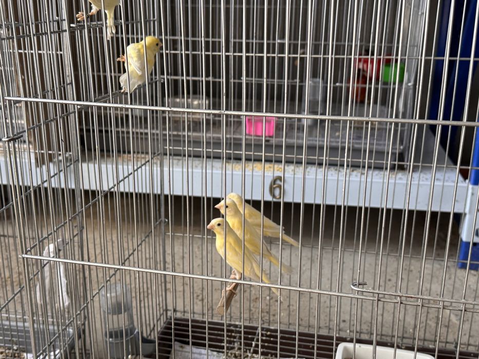 Kanareyka zotlik xar xil turdagisidan bor Kelishsak biznesi ham sotila