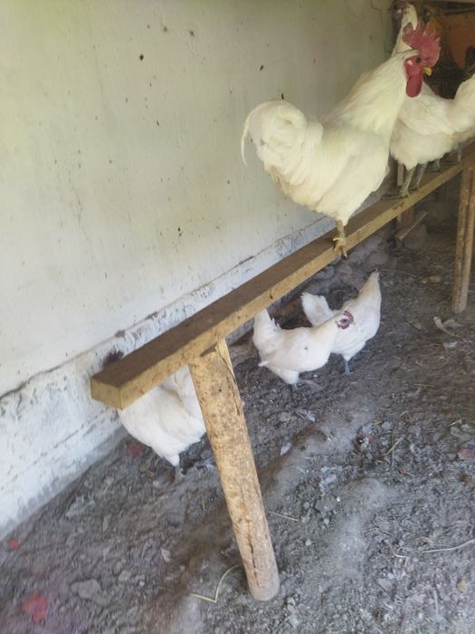 Ухайли кора, ухайли ок, амераукана тухумлари сотилади.