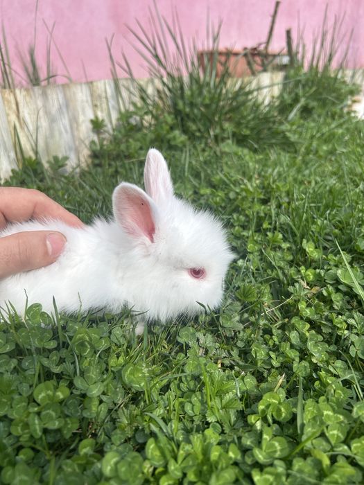 Iepurasi cap de leu pitic