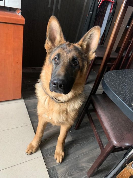 ВЯЗКА ВЯЗКА немецкая овчарка