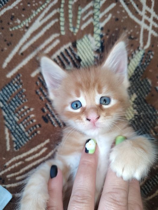Мейнкуны котята рыженькие