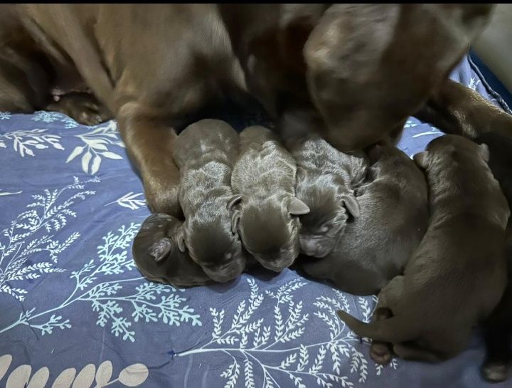 Продажа щенков породы лабрадор ретривер