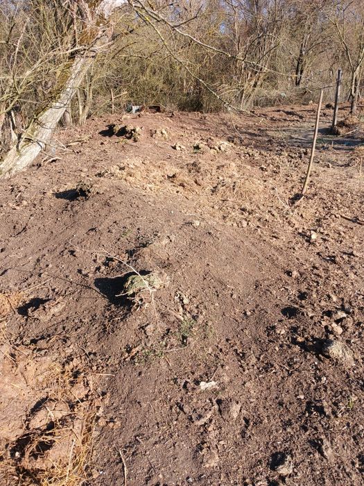 Vând gunoi de grajd