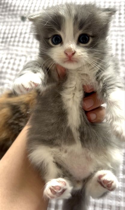Вислоухие котята