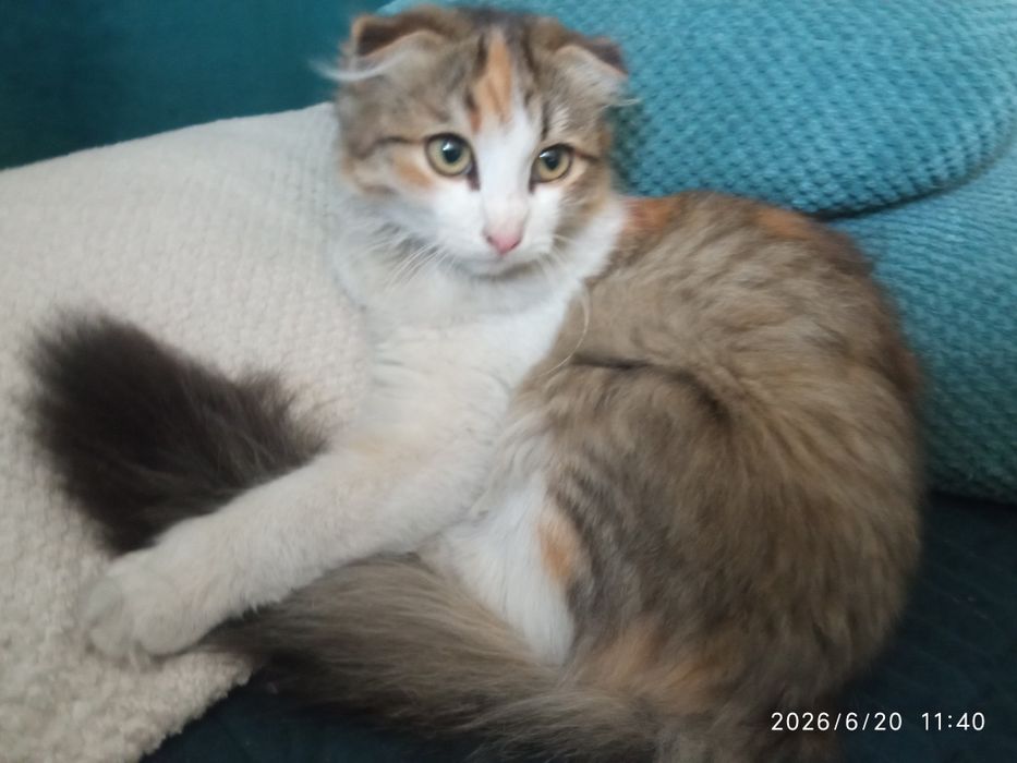 Вислоухий котёнок (девочка)