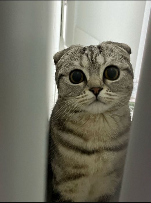 Продам породистых котят