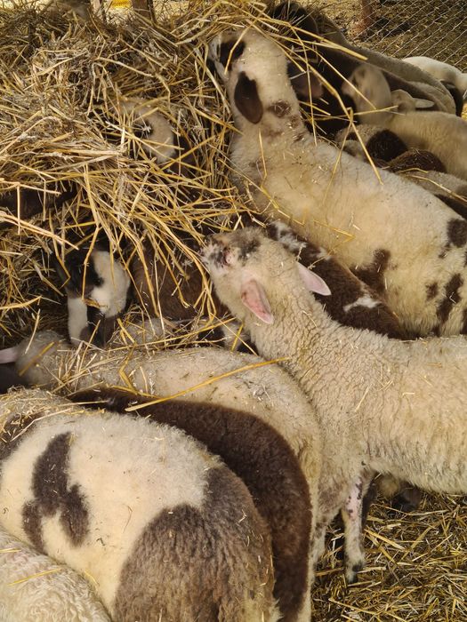 Продавам Агнета Биологично Производство