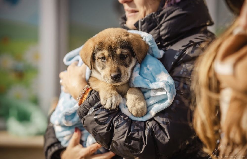 Търсят се осиновители за кучета бебета!