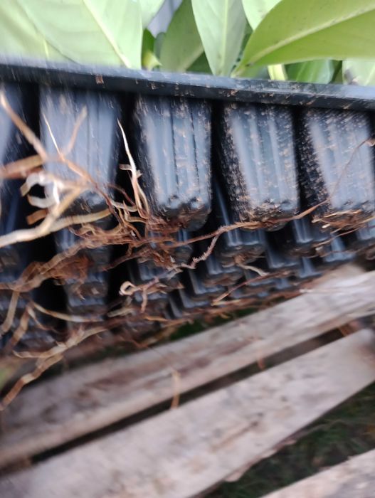 Laur englezesc Prunus Laurocerasus  Novita, Caucasica  10-25cm