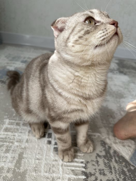 Вислоухий кот продам